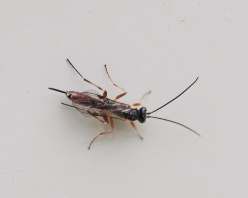 Réf. 230 059 : Campopleginae inconnu